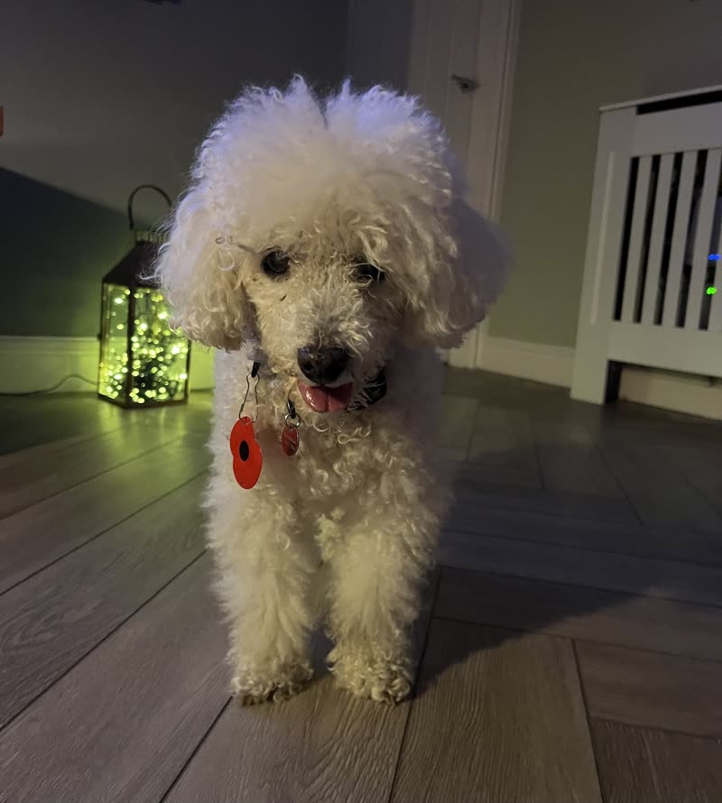 A freshly groomed small white poodle standing on a wood floor, lit by a lantern with fairy lights behind
