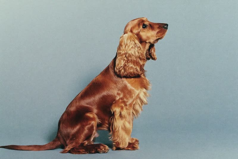 A freshly groomed cocker spaniel sitting in profile with a glossy coat