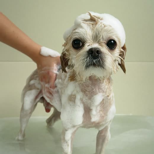 A wet dog being lathered with shampoo during a bath