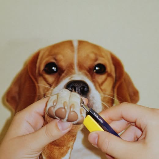 A dog's paw having its nails clipped