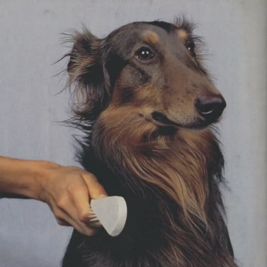 A long-haired dog being brushed with a slicker brush